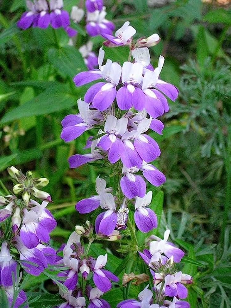 Chinese Houses (Collinsia heterophylla) seeds for home garden planting