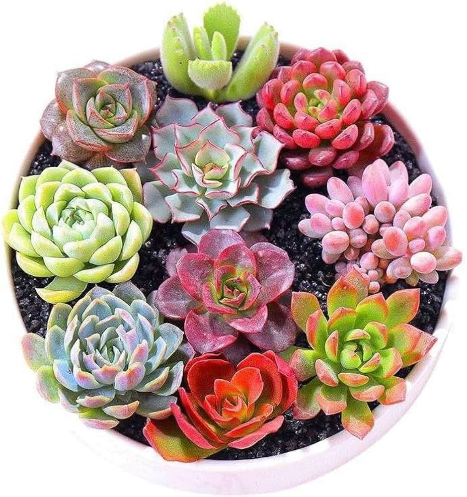 Dudleya Cymosa Yellow Succulent Plant Seeds