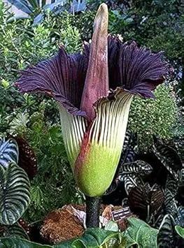 Heirloom Purple Corpse Titan Arum flower seeds – non‑GMO rare botanical seeds Dhara Seeds