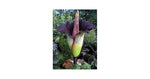 Heirloom Purple Corpse Titan Arum flower seeds – non‑GMO rare botanical seeds Dhara Seeds