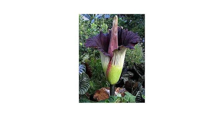 Heirloom Purple Corpse Titan Arum flower seeds – non‑GMO rare botanical seeds Dhara Seeds
