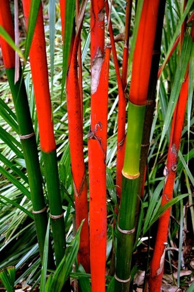Costa Rica Red Bamboo Seeds for Planting garden landscape