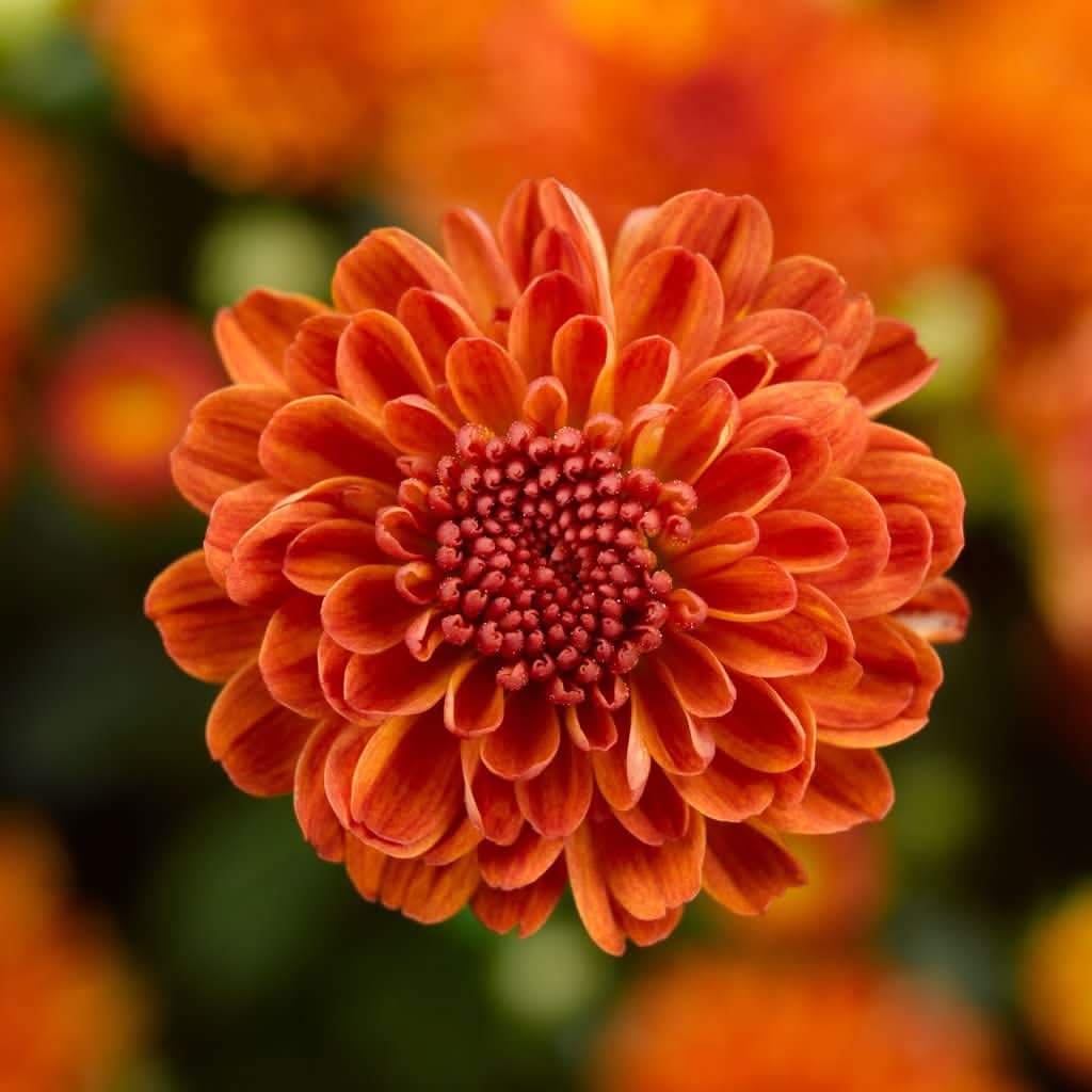 Chrysanthemum Orange Morifolium Flower Seeds for Planting in indoor pots and vertical garden setups