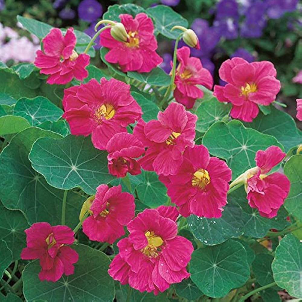 Cherry Rose Nasturtium Flower Seeds – Heirloom, Non-GMO, High Germination Organic Garden Seeds