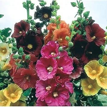 Mix Hollyhock Flower Seeds for Planting - NON GMO Seeds Dhara Seeds