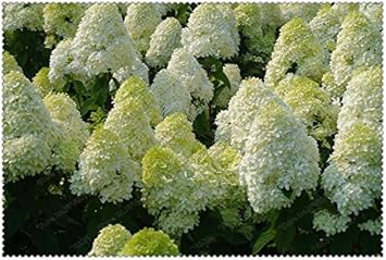 Vanilla (Vanilla scientific name) for planting in garden