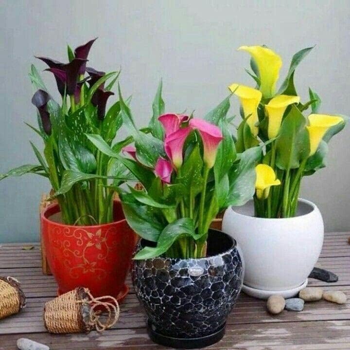 Zantedeschia Calla Lily mixed bulbs