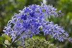Purple Sandpaper Vine PETREA VOLUBILIS Flower Seeds for Planting - 100 seeds for planting in home garden
