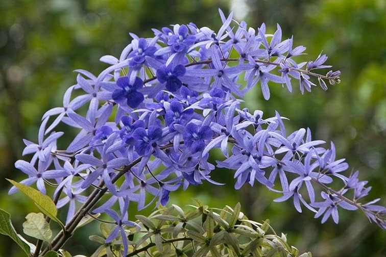 Purple Sandpaper Vine PETREA VOLUBILIS Flower Seeds for Planting - 100 seeds for planting in home garden