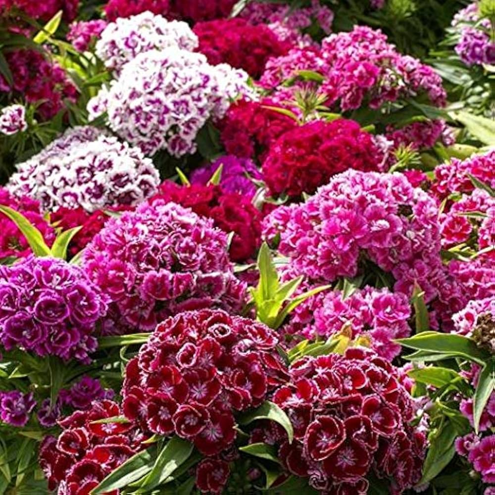 Dianthus Barbatus Tall Sweet William Double Mix Seeds ( , Fragrant Flowers)