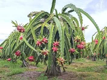 Pitaya Fruit Seeds for Growing