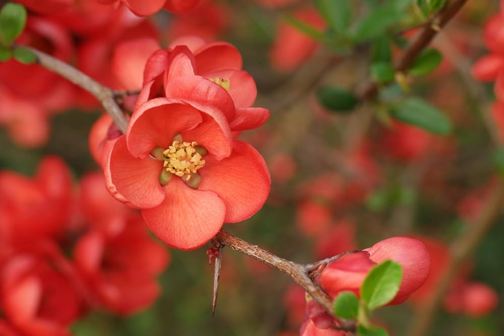 Chaenomeles Flower Seeds for Planting, Unique Variety, 100 pcs for planting in your garden.