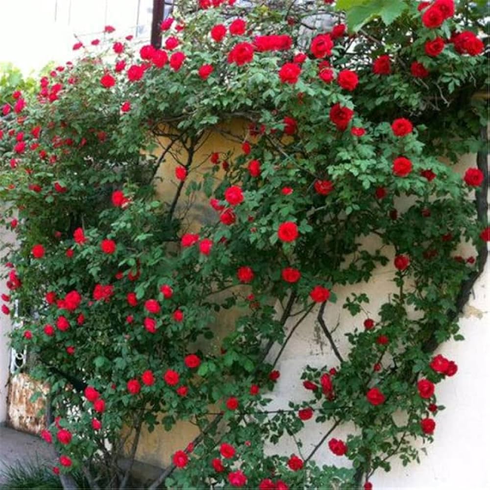 Chinese climbing rose flowering seeds for garden