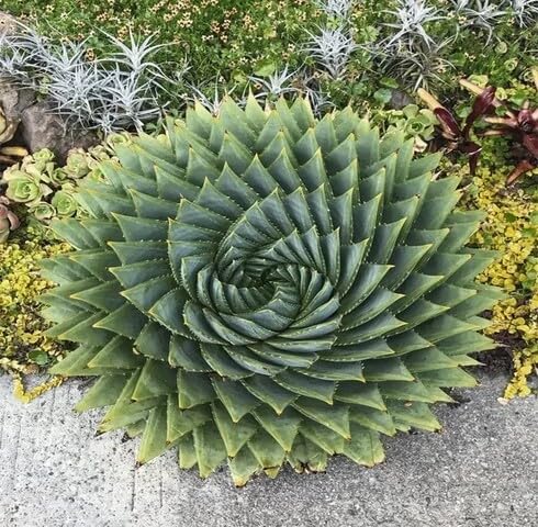 Green Aloe Polyphylla - Heirloom, Non - Gmo Seeds
