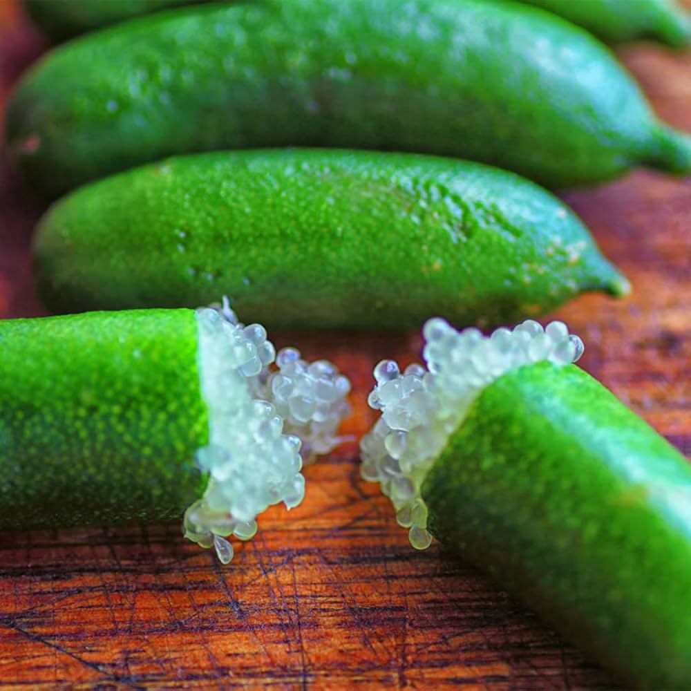 Finger Lime (Citrus australasica)