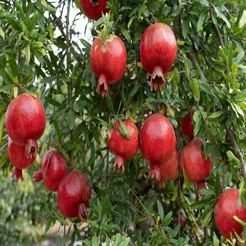 Red Pomegranate Fruit - Heirloom, Non - Gmo Seeds