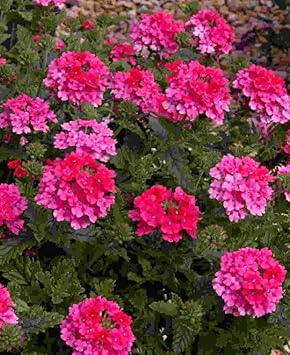 Pink Verbena Flower Heirloom Non Gmo Image
