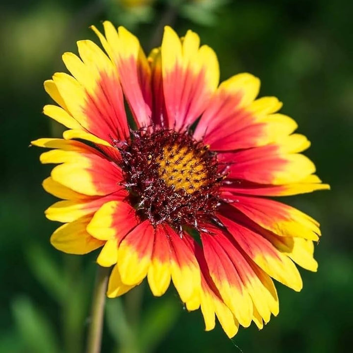 Aristata Yellow Orange Seeds for Planting – Organic, Heirloom, Non-GMO Flower Seeds