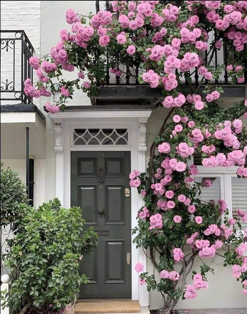 Climbing Rose Flower Rosa spp. Seeds for Planting for Flower Bed and Home Garden