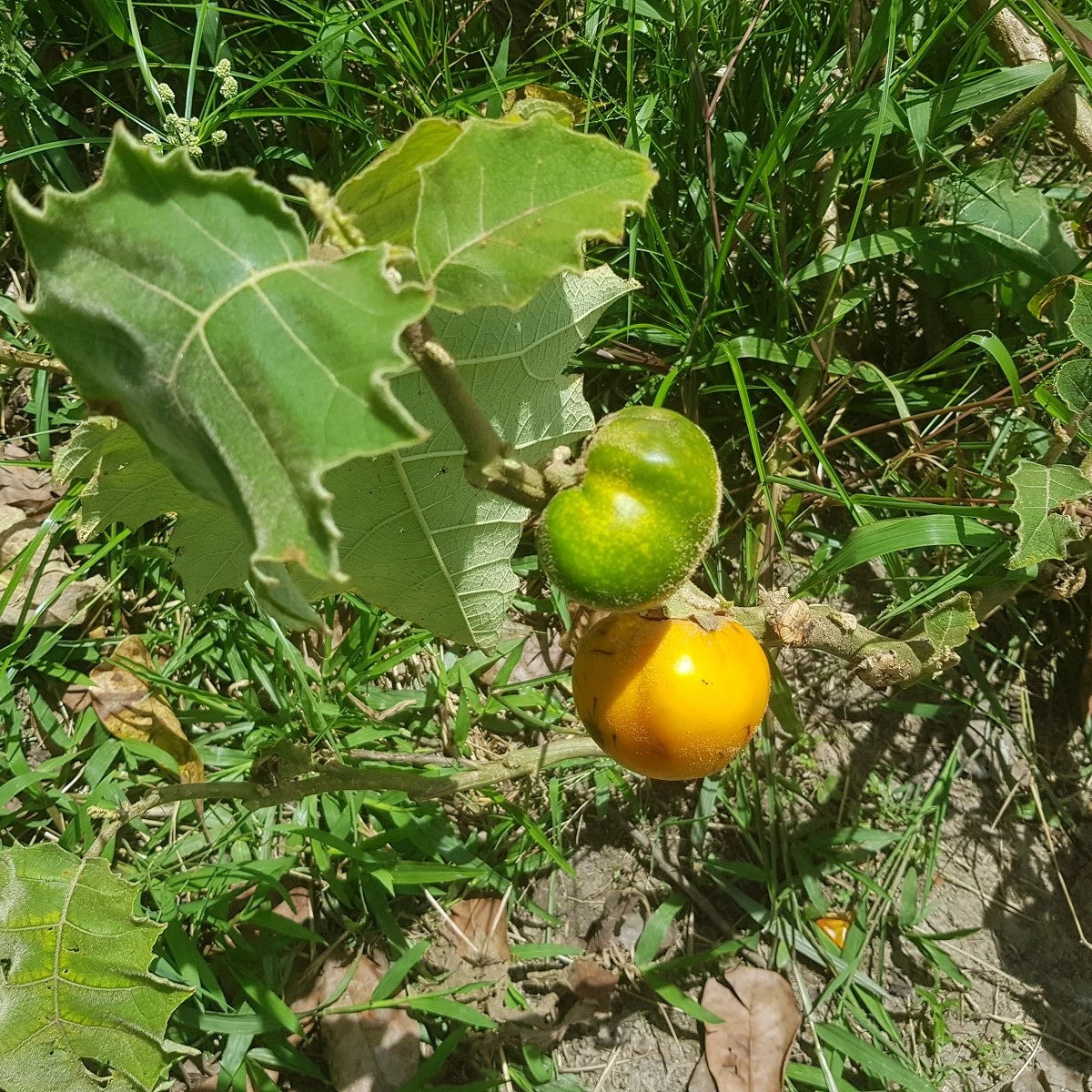 Sessiliflorum Fruit Seed Pack for Unique and Hardy Fruits