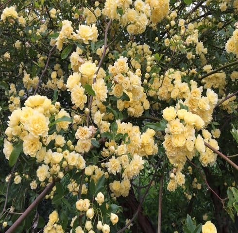 Yellow Rosa Banksiae Flower - Heirloom, Non - Gmo Seeds