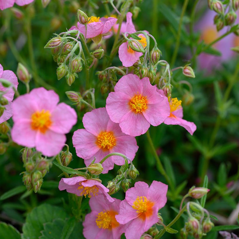 Mix Helianthemum Flower Seeds for Planting
