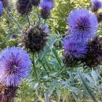 Cardoon (Cardoon scientific name) for planting in garden