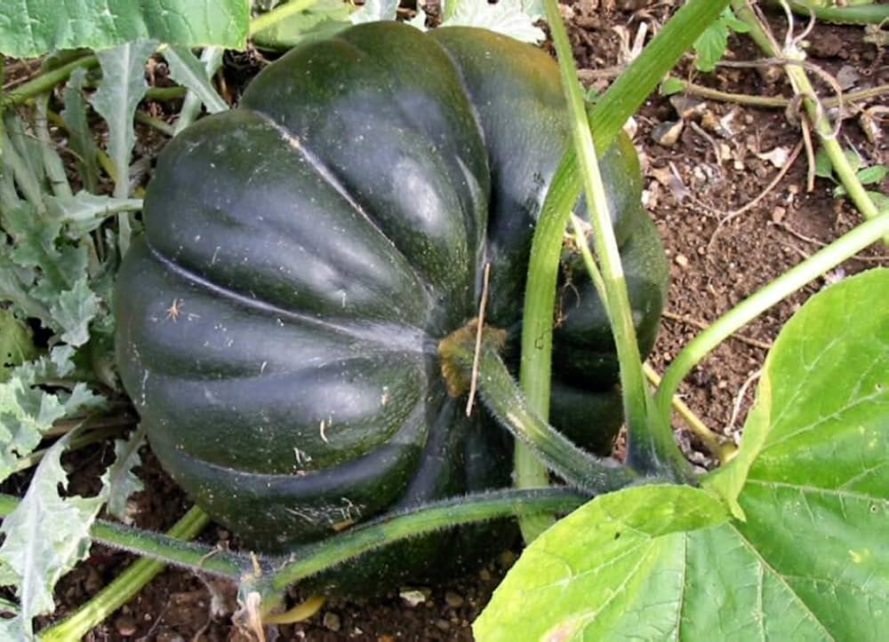 Vietnam Pumpkin Seeds for Planting Cucurbita moschata Urban Garden Vegetable Patch