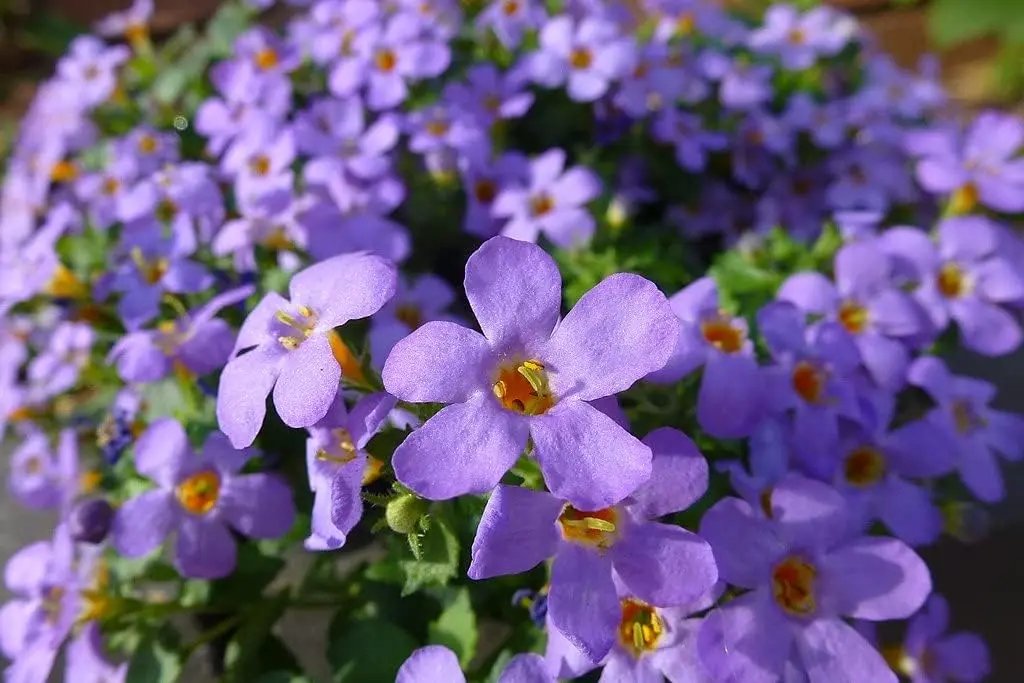 Bacopa Blutopia Flower Seeds for Planting – NON GMO Seeds for planting in home garden