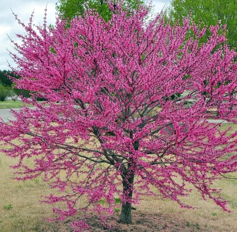 Pink Cercis Canadensis Tree - Heirloom, Non - Gmo Seeds