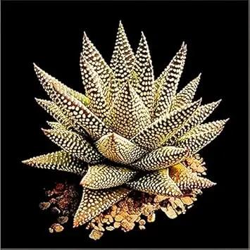 Edible Aloe Vera Plant Seeds for Planting - NON GMO Seeds Dhara Seeds