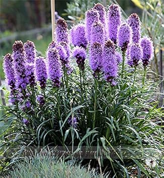 Purple Liatris Spicata Plant Seeds for Planting – NON GMO Seeds