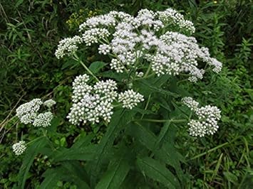 White Boneset (Thoroughwort) Flower Seeds – Non-GMO Heirloom Seeds for Planting seeds for planting in home garden