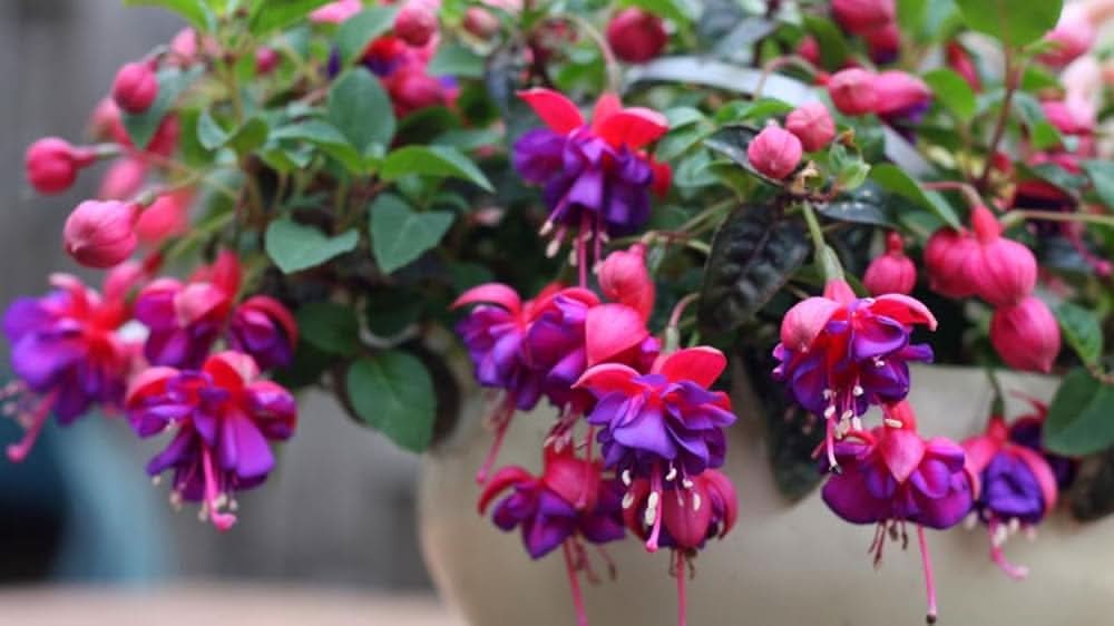 Multicolor Fuchsia Lantern Flower Indoor & Balcony Plant Seeds