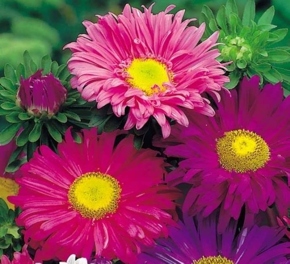 Red Aster Kurenai Callistephus chinensis Seeds for Planting flower bed balcony garden