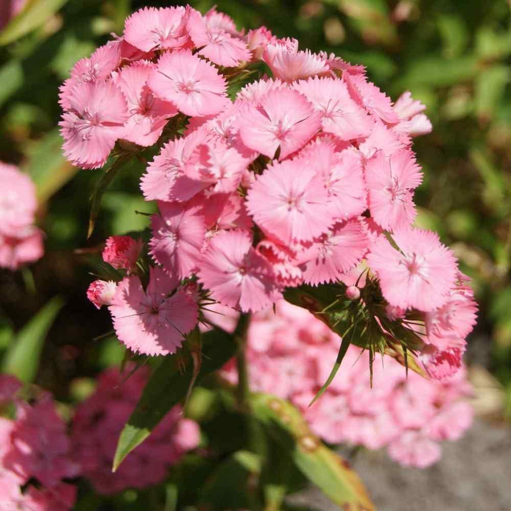Light Pink Dianthus Flower Seeds for Planting, 100 seeds for planting in home garden