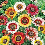 Painted Daisy Flower Heirloom Non Gmo Image