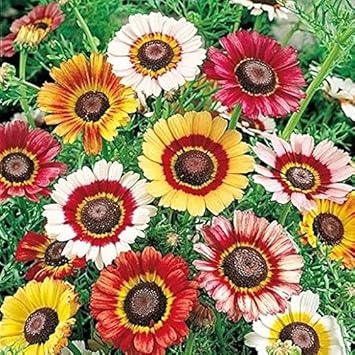 Painted Daisy Flower Heirloom Non Gmo Image