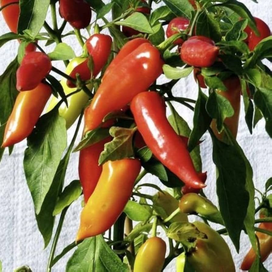 close-up of smooth, tapered peppers with light yellow transitioning to orange
