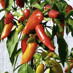 close-up of smooth, tapered peppers with light yellow transitioning to orange
