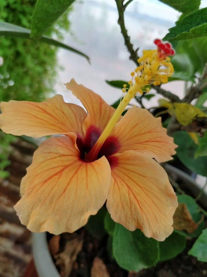 Heirloom Non-GMO Hibiscus Flower Seeds for Planting – Light Orange Blooms, Tropical and Vibrant