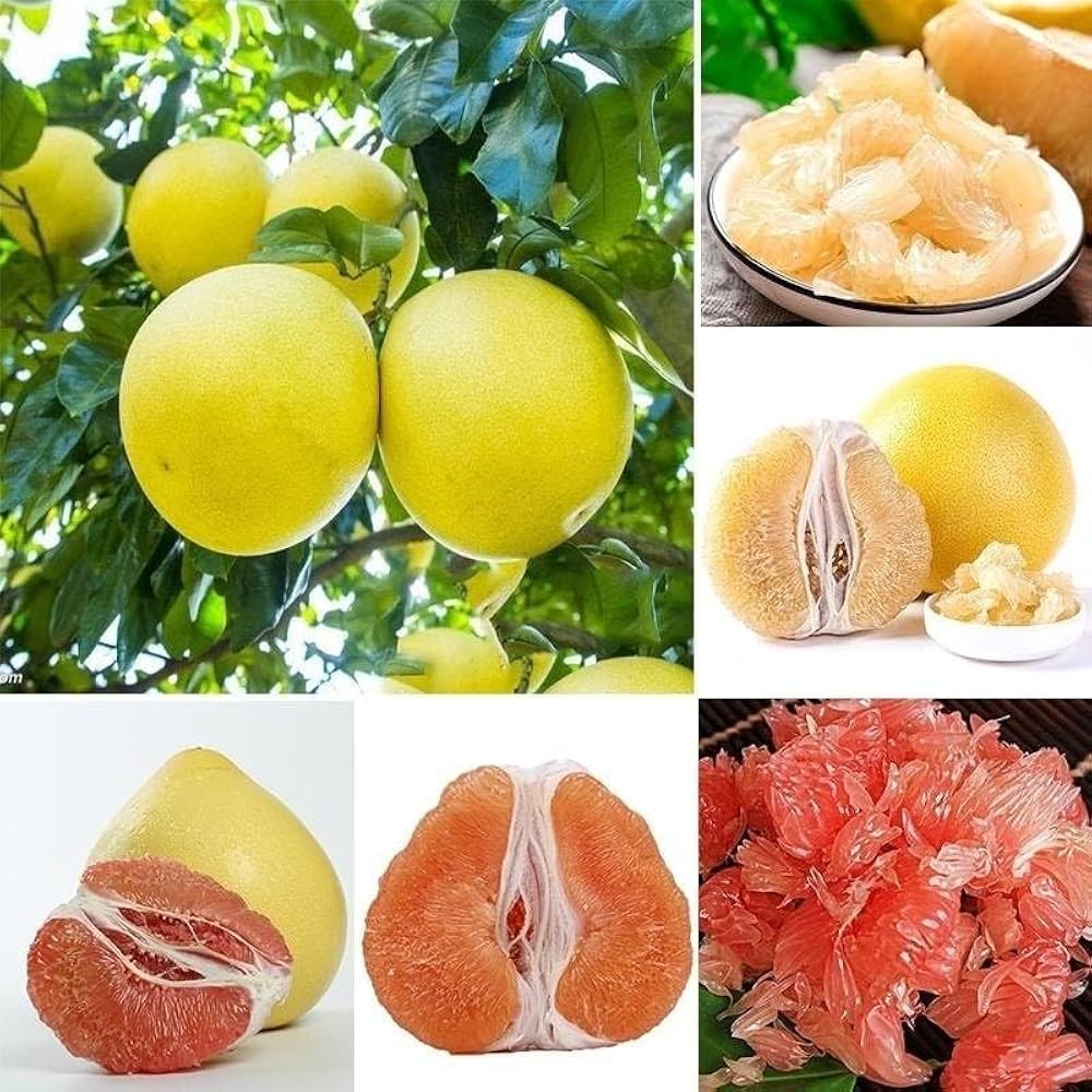 Sweet citrus fruit seeds