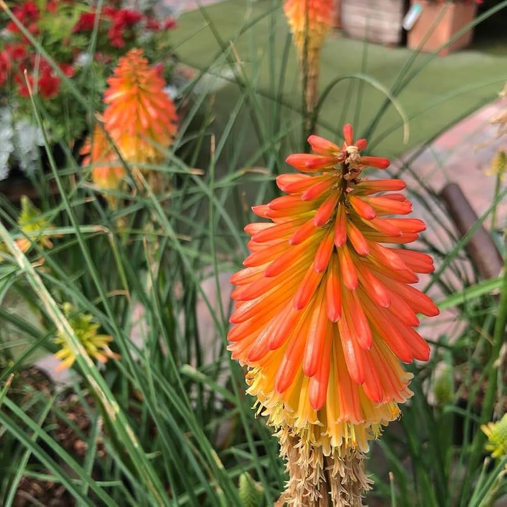 Kniphofia Poco Orange Seeds