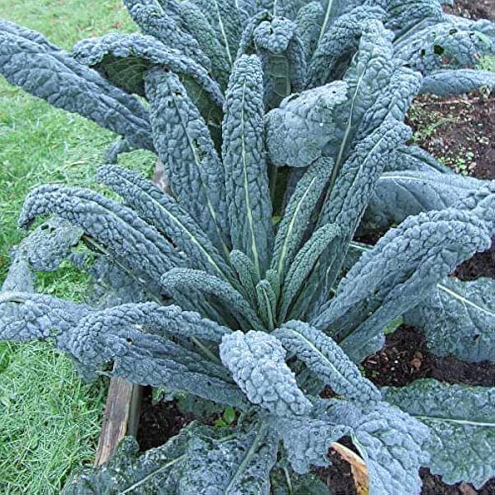 Kale Cavolo Nero Seeds for Planting