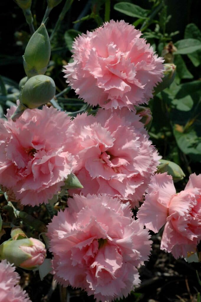 Pink Carnation Flower Heirloom Non Gmo Image