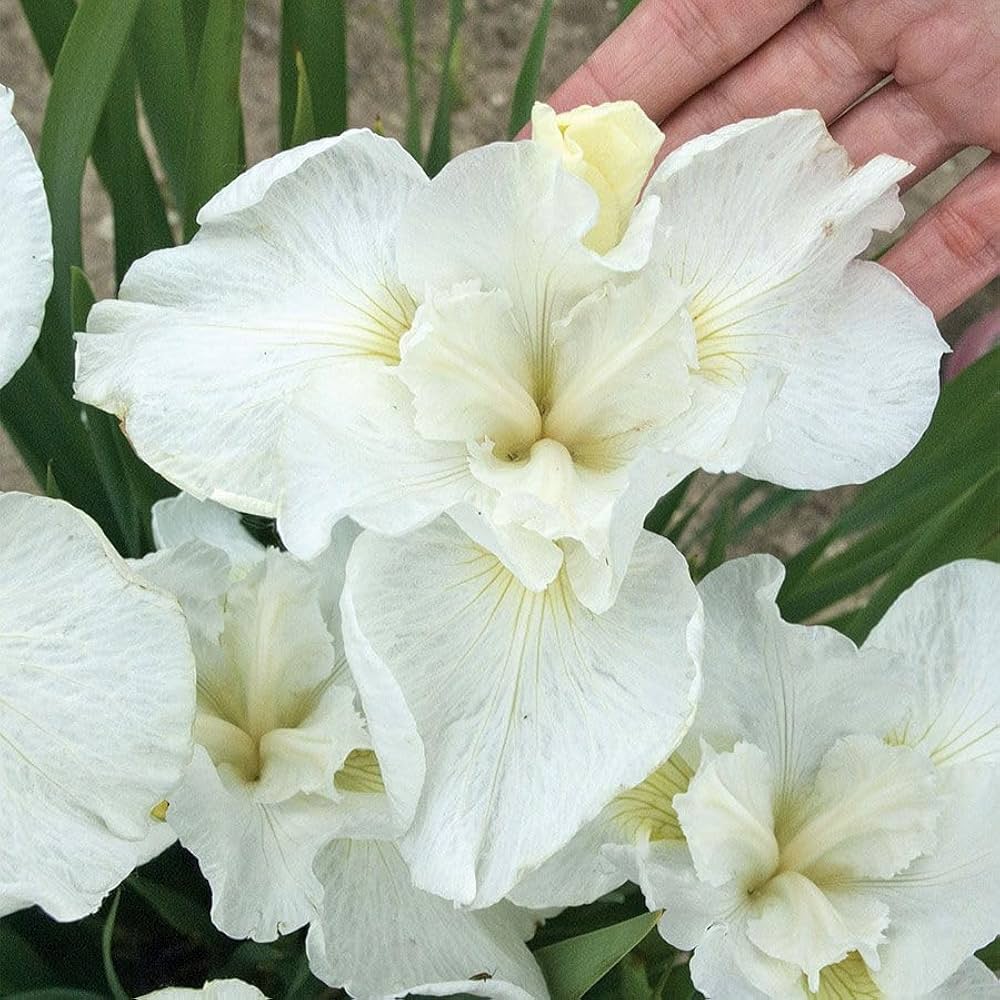 Dhara Seeds Iris germanica Seeds - Thumbnail 5