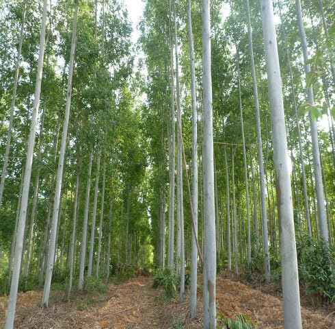 Green Eucalyptus Tree