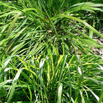 Lemongrass Cymbopogon Flexuosus for planting in garden