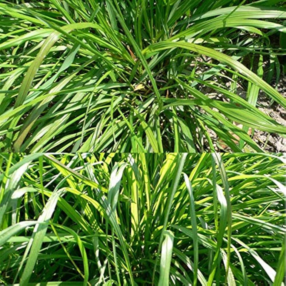 Lemongrass Cymbopogon Flexuosus for planting in garden