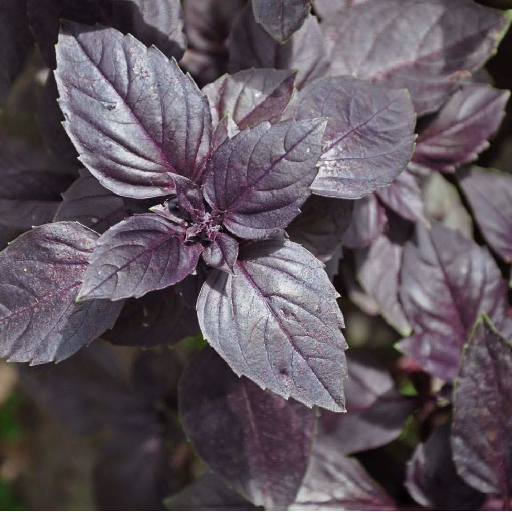 Basil Dark Opal seeds growing into richly aromatic herbs with deep purple leaves and light lavender flower spikes